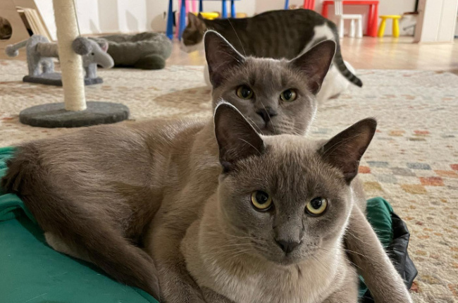 beautiful cats enjoying a cat cafe